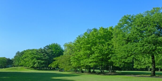 青空の下で広がる芝生と緑豊かな木々の自然風景